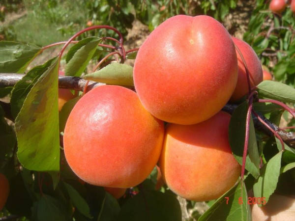 

Саженцы абрикоса ЭНЖЕЙ 19 (двухлетний) среднего срока созревания