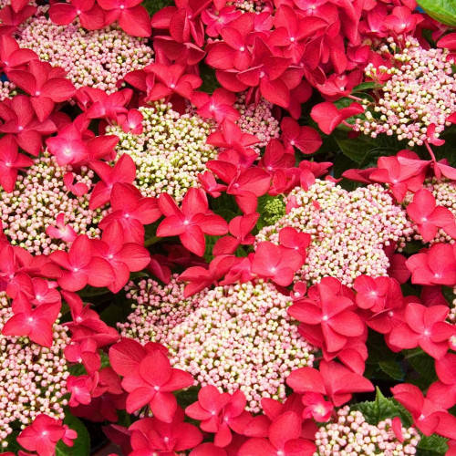 

Гортензія великолиста Роткелхен / Hydrangea macrophylla Rotkehlchen С4 /Н30-40