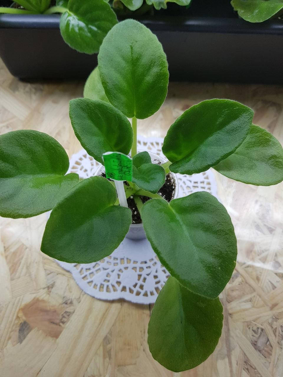 

Фиалка АВ-Метеоритный Дождь дітка Новинка!!, Малиновый