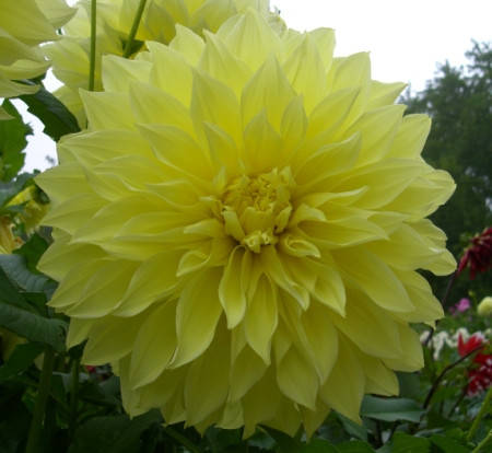 

Георгина гигантская Kelvin Floodlight, Желтый