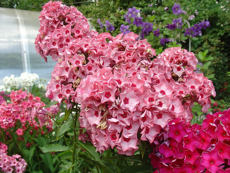 

Флокс метельчатый Уральские Сказы (Uralskie Skazy)