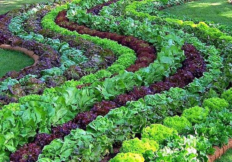 

Бронзовый салат Mignonette Lettuce