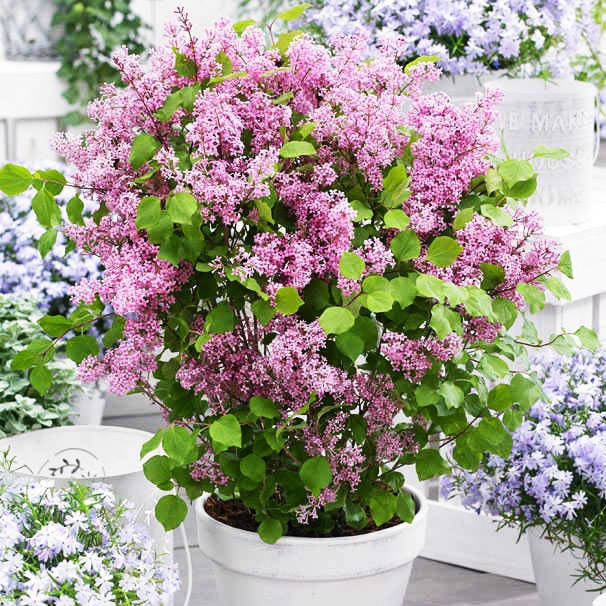 

Сирень Флауерфеста Пинк / Syringa meyeri Flowerfesta Pink / С3