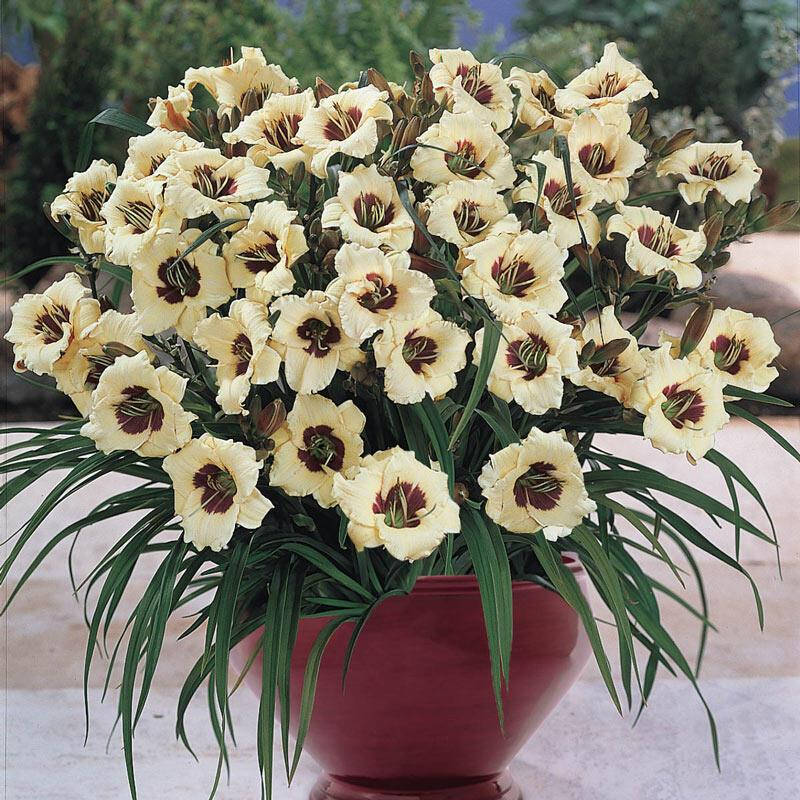 

Лилейник Ящик Пандоры, Hemerocallis hybrida Pandoras Box