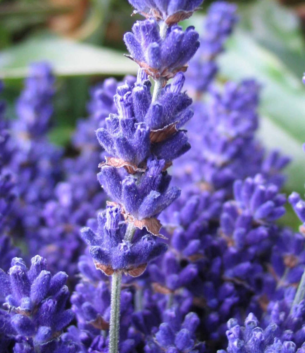 

Лаванда узколистная Цедар Блю ( саженец 1.5л)