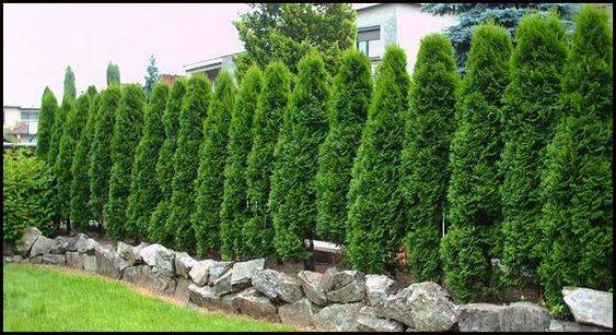 

Thuja occidentalis 'Columna', Туя західна 'Колумна',WRB - ком/сітка,120-140см