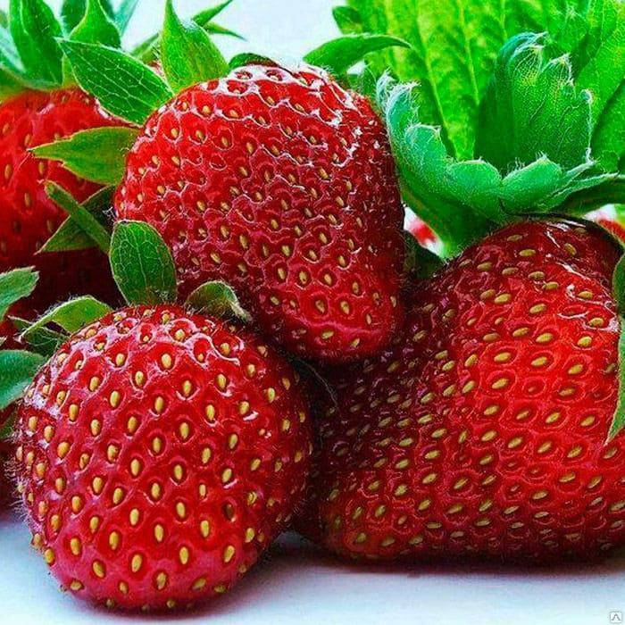 

Клубника Зефир (ОКС)