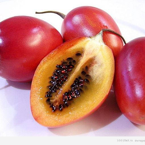 

Тамарилло, Cyphomandra betacea