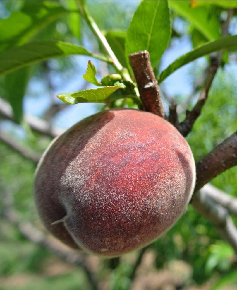 

Саженцы персика Блэк Бой (Black Boy Peach, Blackboy)