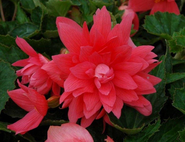 

Бегония ампельная Belleconia Rose