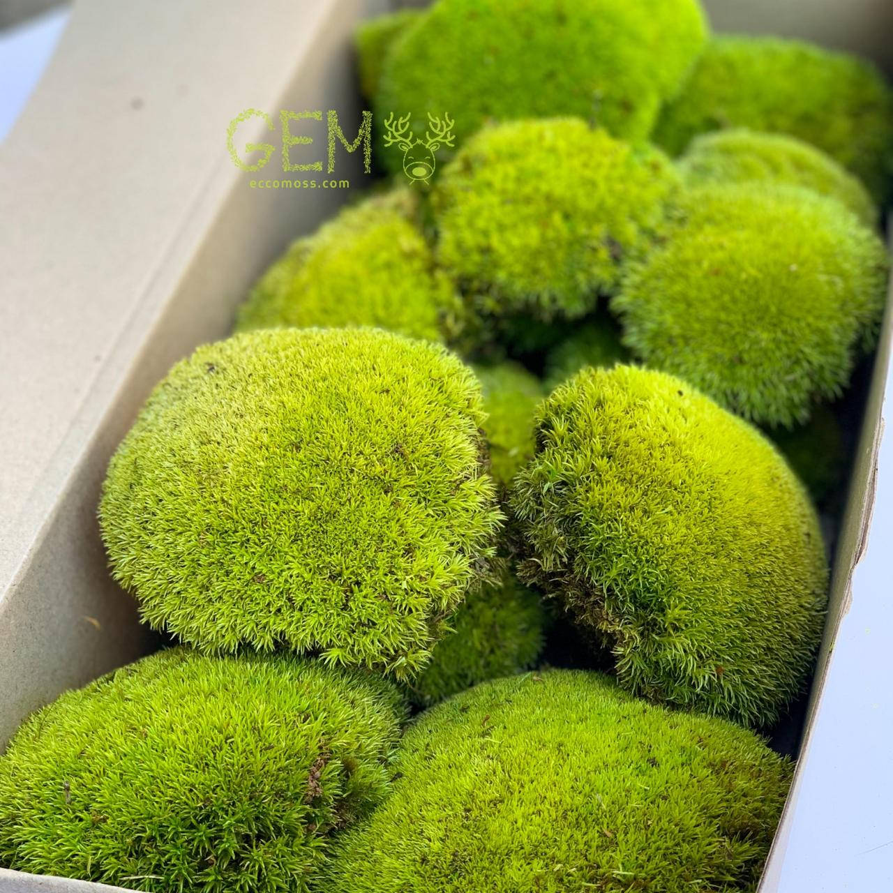 

Стабилизированный мох Green Ecco Moss кочка лайм 0.5 кг.