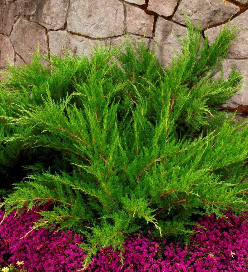 

Можжевельник средний Минт Джулеп \ Juniperus chinensis 'Mint Julep' ( С 1.5) саженцы