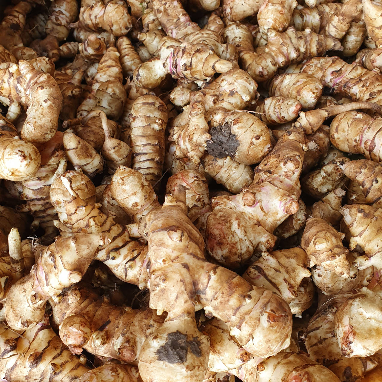 

Топинамбур (земляная груша) 250грамм урожай осень 2021