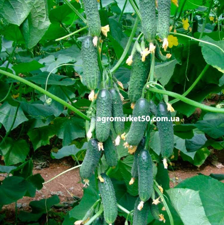 

Огурец Директор F1 10 семян (Nunhems)