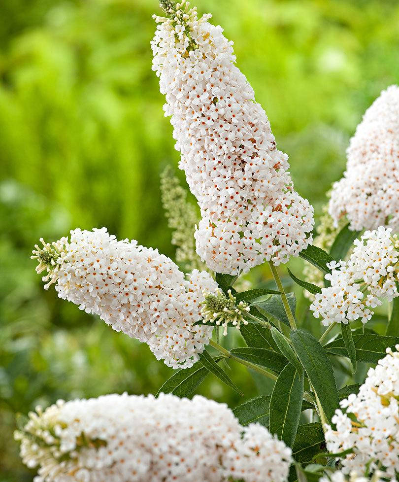 

Буддлея Давида " Дриминг Вайт " \ Buddleja davidii ( саженцы 2 года)