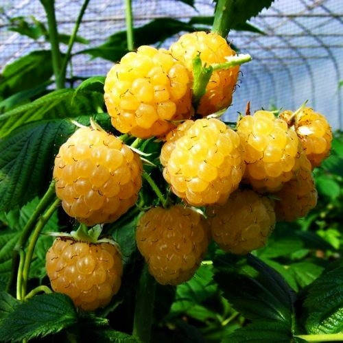 

Саженцы (кусты) ремонтантной малины Гудесголд (Goodasgold) - сладкая, крупноплодная, высокоурожайная