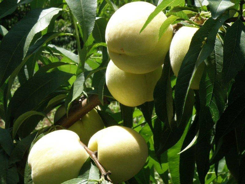 

Саженцы Персика Айс Пич ( Айс Піч Ice Peach )