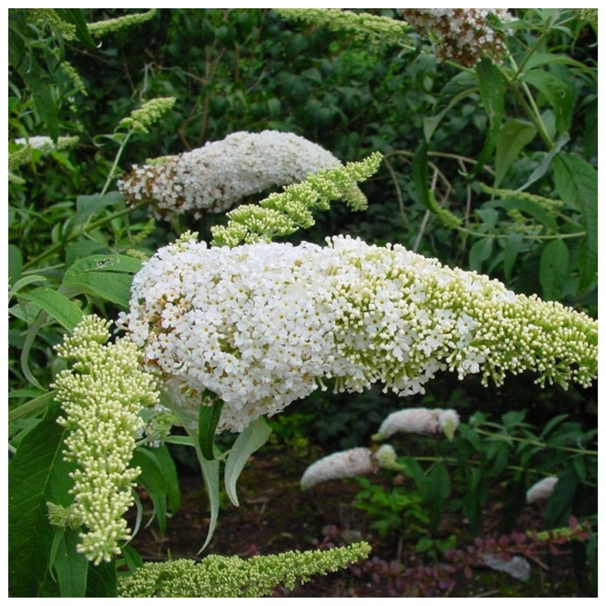 

Будлея белая White Profusion