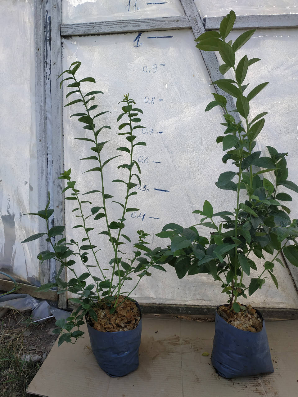 

"Патриот" - двухление саженцы голубики в контейнере 2 л.