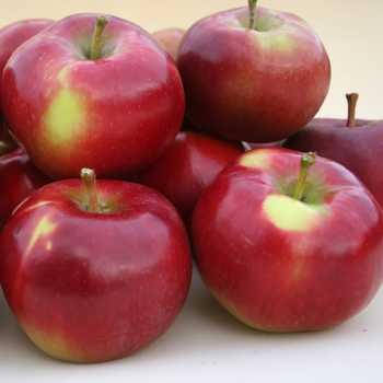 

Яблоня Ентерпрайз