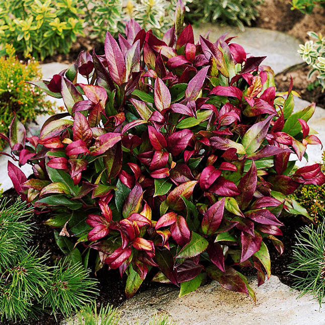 

Леукотоэ кейски Роял Руби / Leucothoe keiskei Royal Ruby / С3