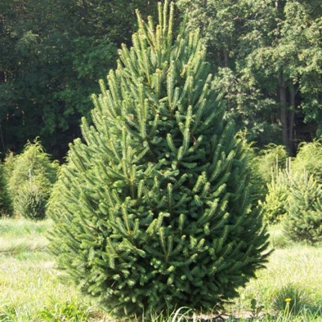 

Саженцы Ели канадской Денсата (Picea glauca Densata) Р9