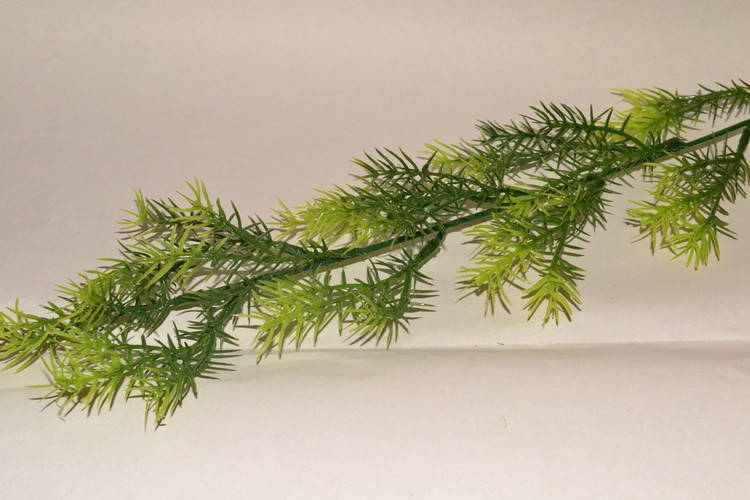 

Ветка аспарагуса