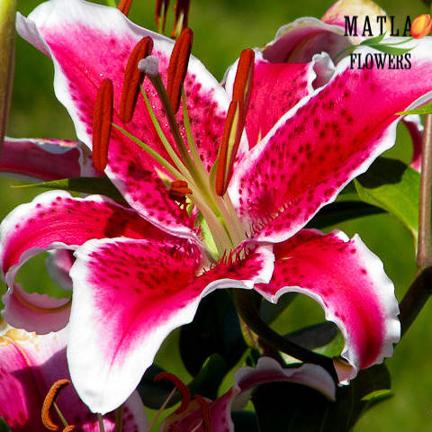 

Луковицы Лилия Starfighter