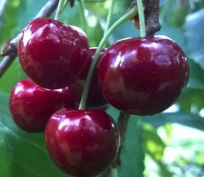 

Черешня Василиса