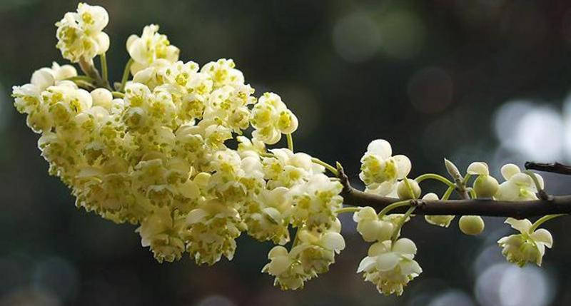 

Эфирное масло литсеи кубебы (вербены экзотической) 25 мл