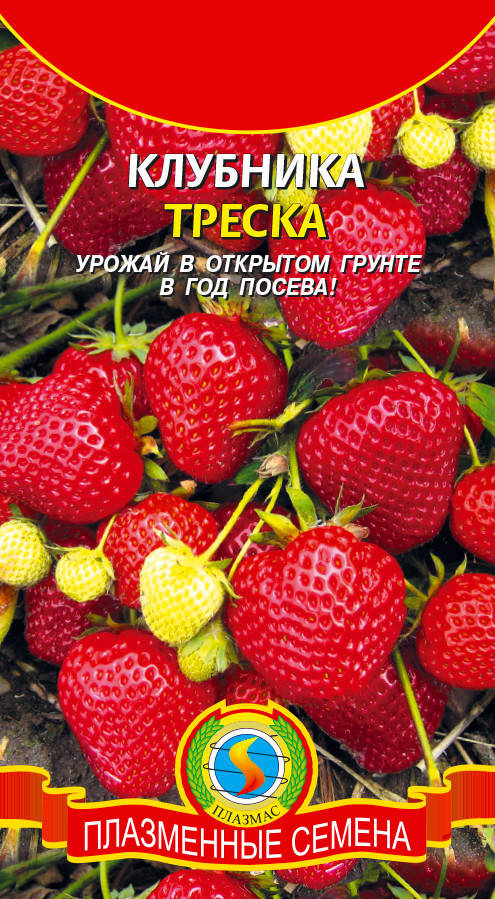 

Клубника Треска 10 шт (Плазменные семена)