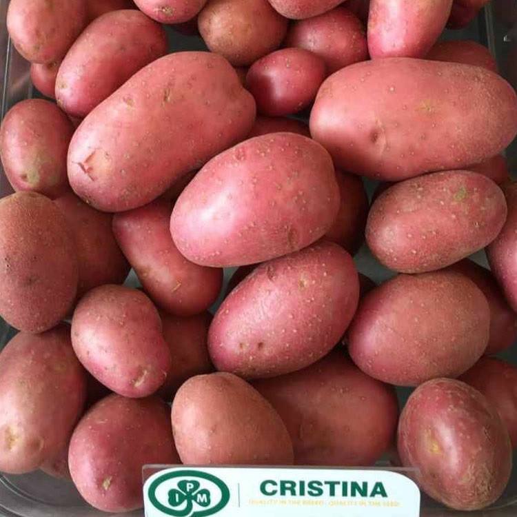 

Картофель Кристина ранний высокоурожайный вкусный лежкий сорт устойчив к вирусам класс 1Р ф35-55 Голландия