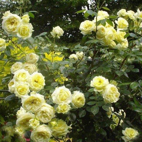 

Роза плетистая Эльф, Rose Elfe