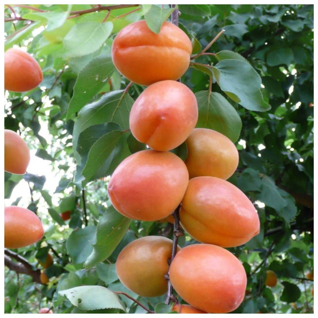 

Абрикос ранний Вондер Кот