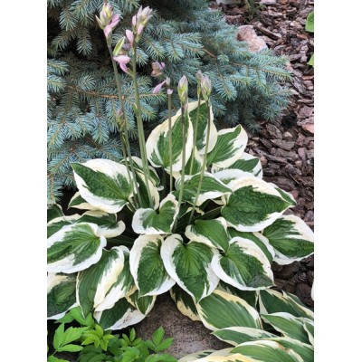 

Хоста Патріот/ Hosta 'Patriot' С3/ Н10