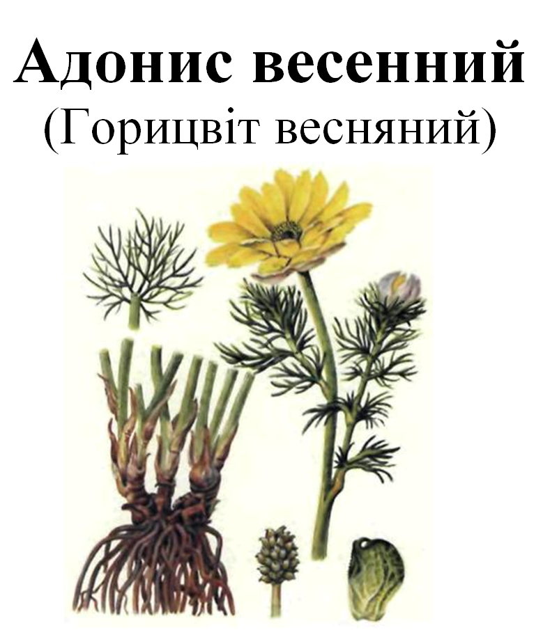 

Адонис весенний/горицвіт весняний, трава сухая, 30 грамм