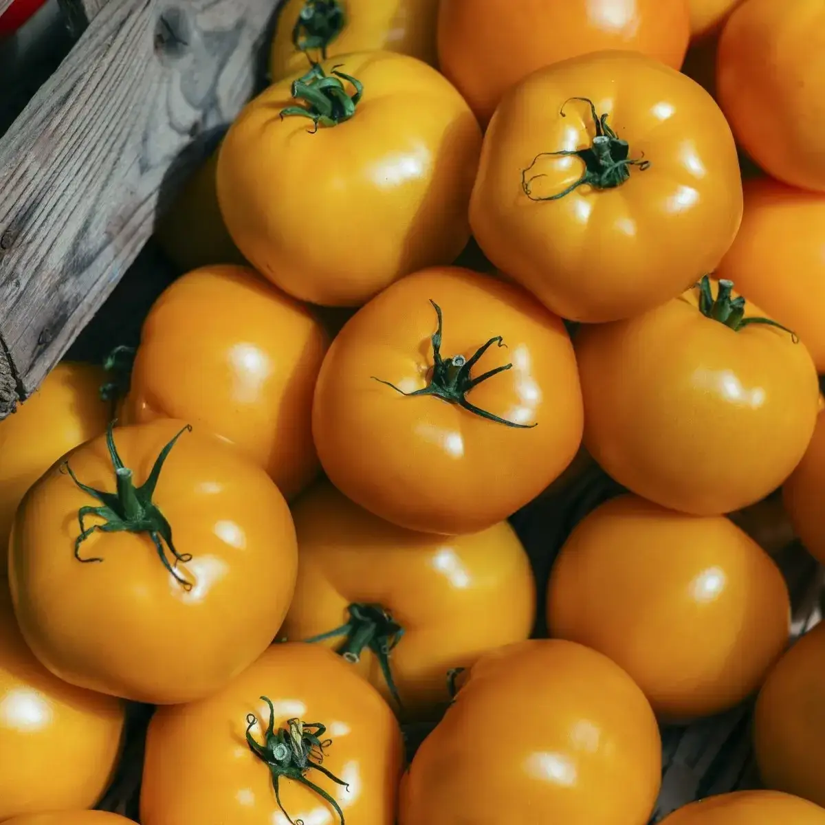

Семена томата Нукси F1 1000 семян Kitano seeds