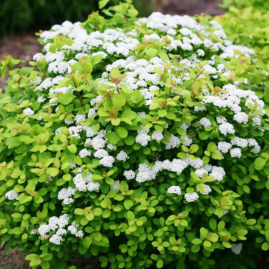 

Саженцы Спиреи березолистной Тор (Spiraea betulifolia Tor)