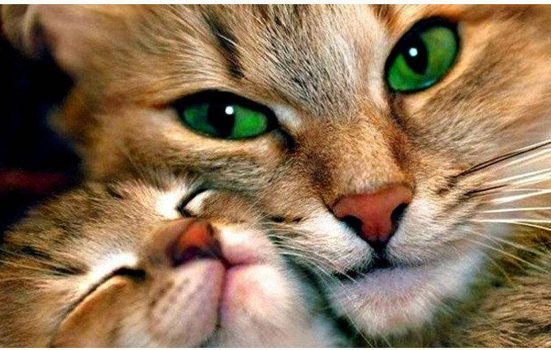 

Набір з алмазною мозаїкою. Кішка з кошенятом