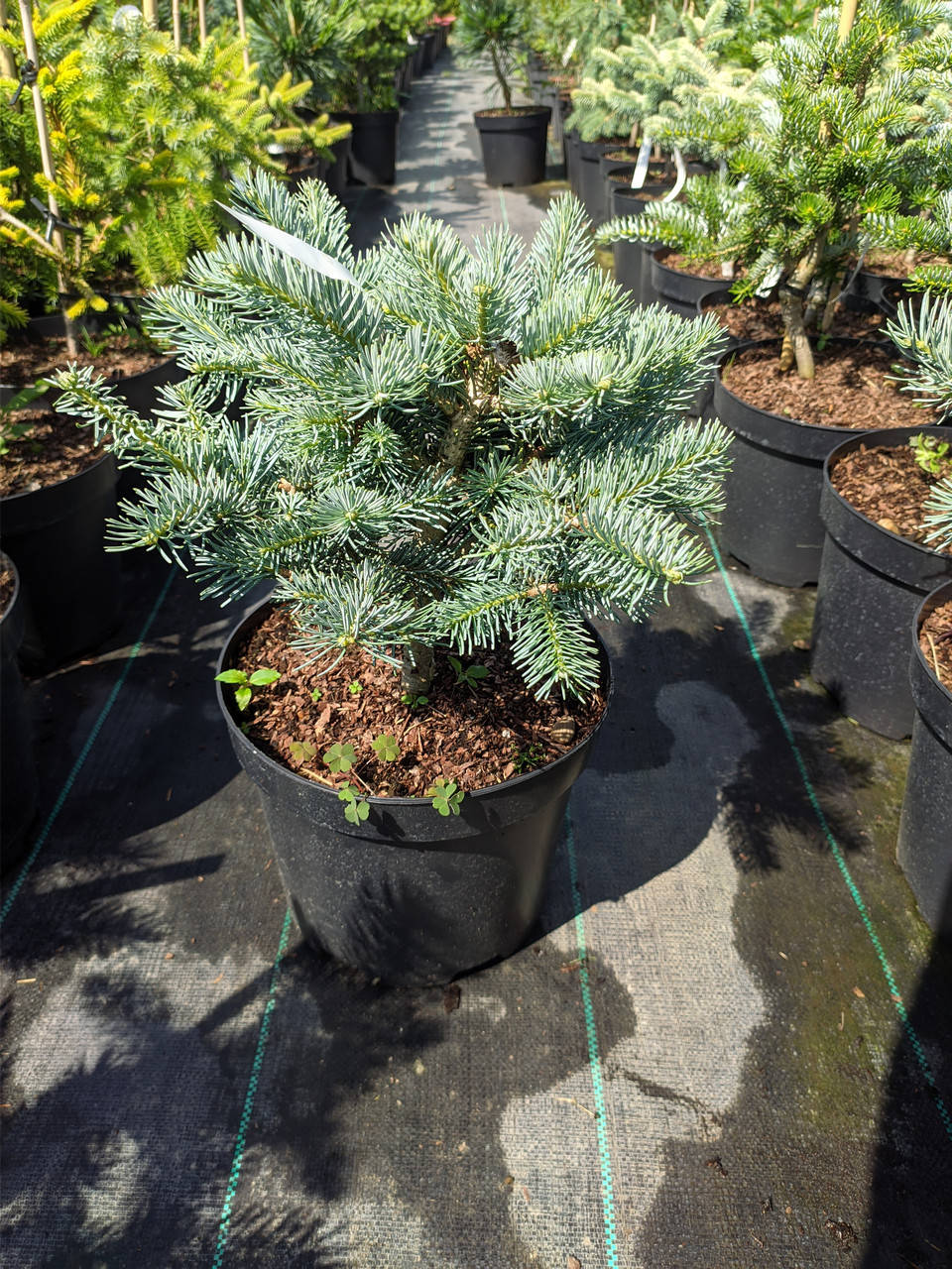 

Abies lasiocapra Compacta C - 5