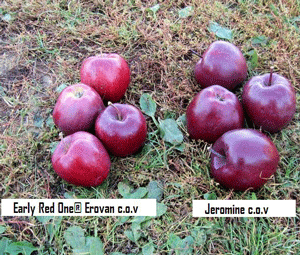 

Саженцы яблони ДЖЕРОМИНИ (двухлетний) осенне зимний срок созревания