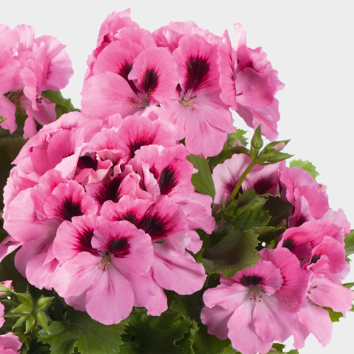 

Рассада пеларгонии грандифлора Aristo Light Pink Stripes рожева d15см