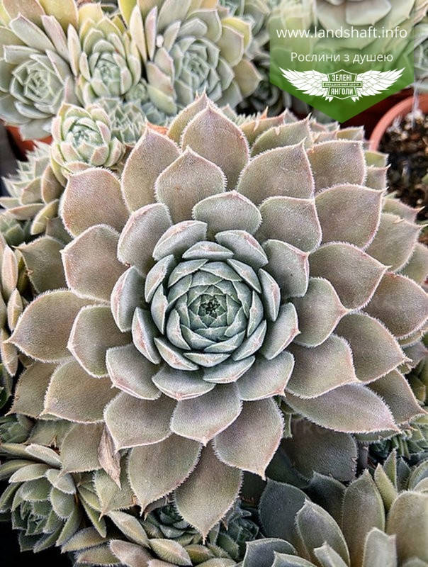 

Sempervivum 'Aquila', Молодило 'Аквіла',C2 - горщик 2л,Екстра
