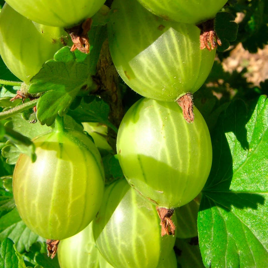 

Крыжовник Малахит