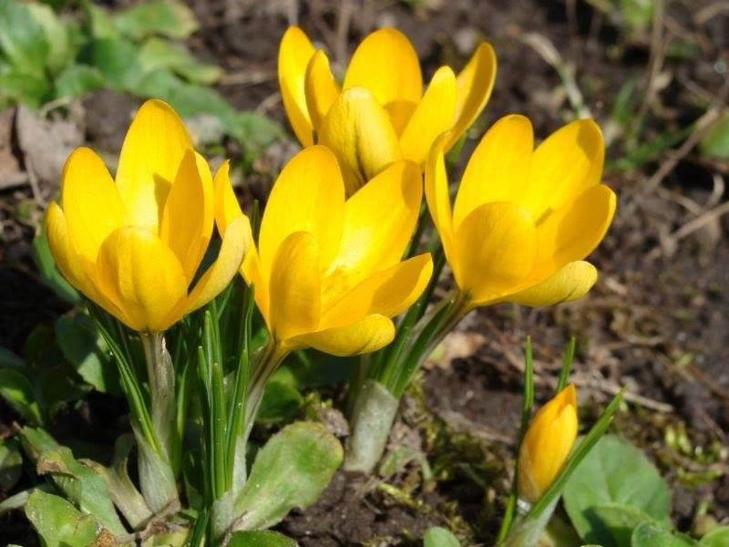 

Крокус крупноцветковый Yellow ( Йеллоу )