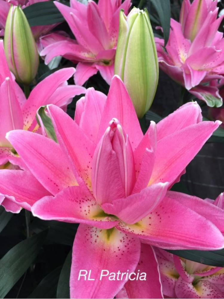 

Лилия Roselily Patricia