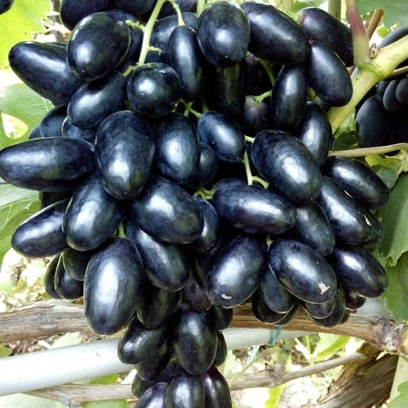 

Саженцы винограда ВЕЛИКА среднего срока созревания