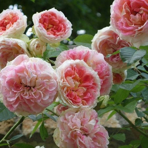 

Роза плетистая Цезарь, Rosa Cesar