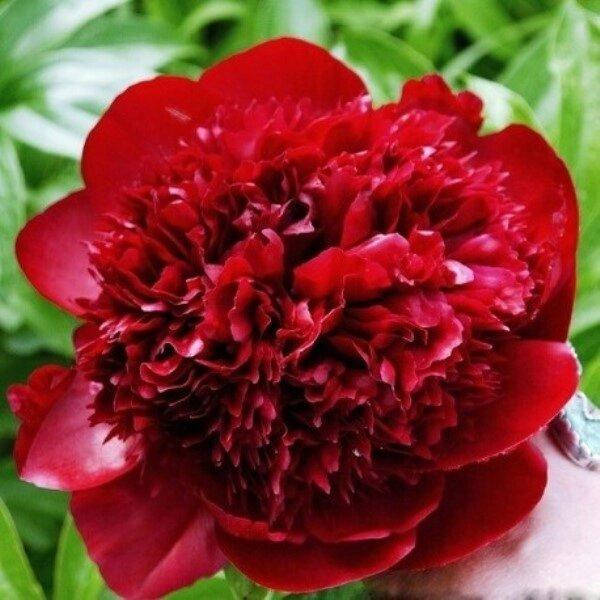 

ПИОН ТРАВЯНИСТЫЙ RED CHARM (КОРНЕВИЩА)., Красный