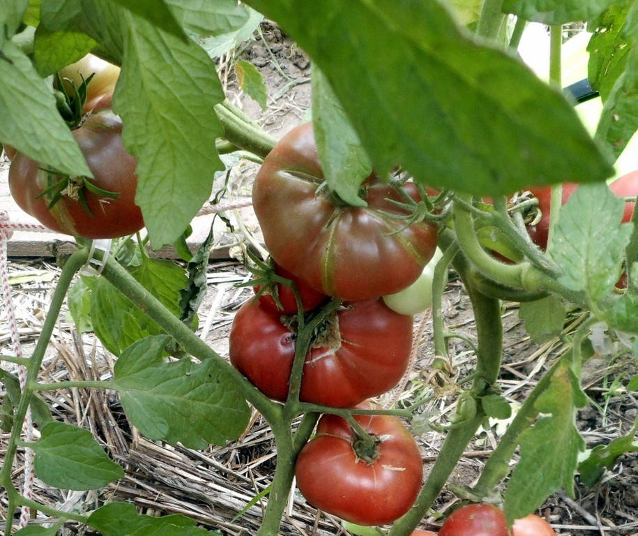 

Томат Индийский полосатый​